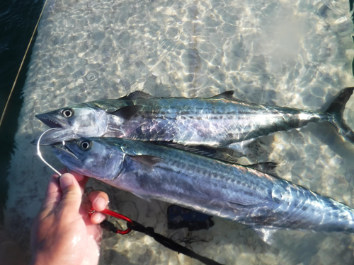 サゴシの釣果