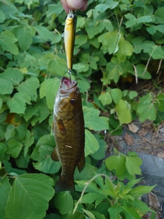 スモールマウスバスの釣果