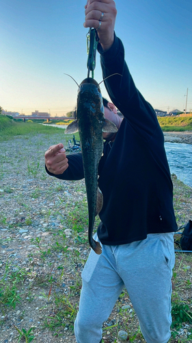 ナマズの釣果