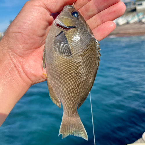 イスズミの釣果