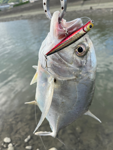 メッキの釣果