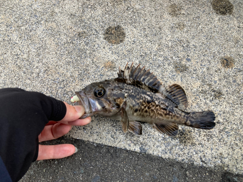 クロソイの釣果