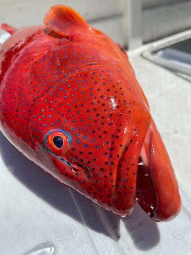 スジアラの釣果