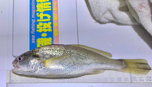 イシモチの釣果