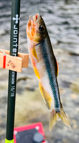 カワムツの釣果