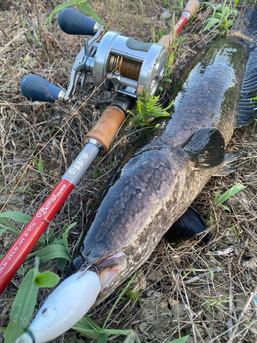 ライギョの釣果