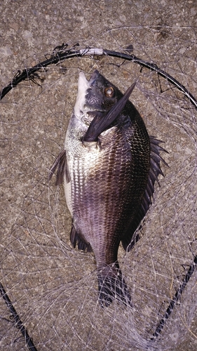 クロダイの釣果