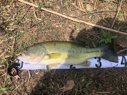 ラージマウスバスの釣果