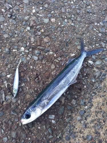 ハマトビウオの釣果