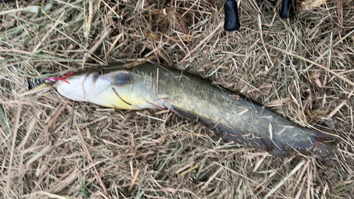 ニホンナマズの釣果