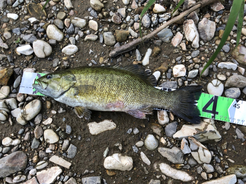 スモールマウスバスの釣果