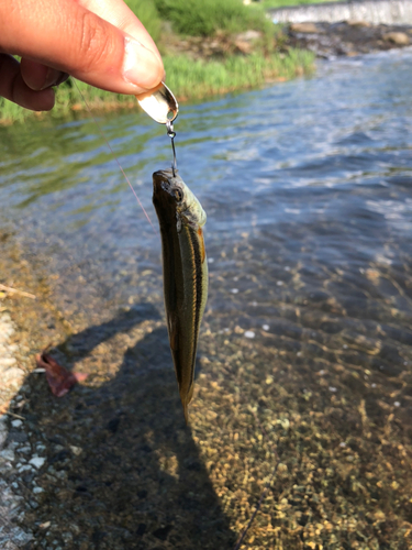 アブラハヤの釣果