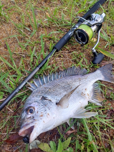 キビレの釣果