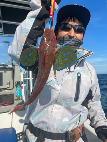 ホウボウの釣果