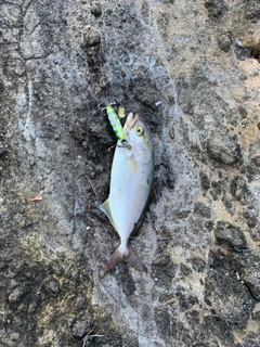 ショゴの釣果