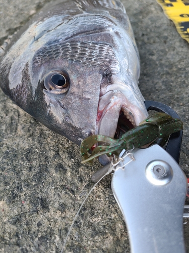 チヌの釣果