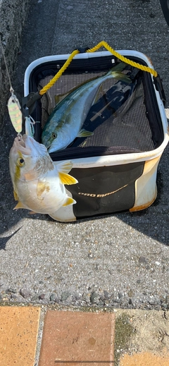 ショゴの釣果