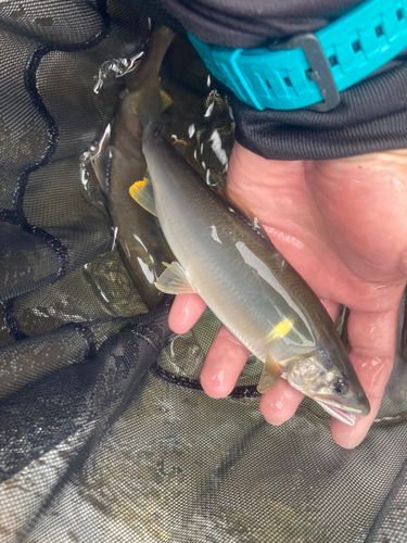 アユの釣果