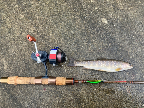 イワナの釣果