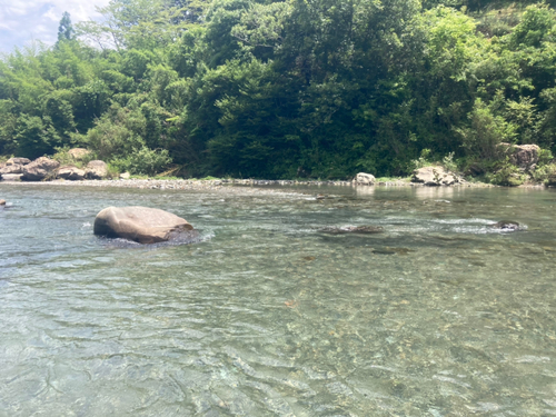 アユの釣果