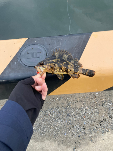 タケノコメバルの釣果