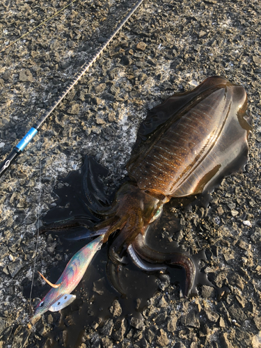 アオリイカの釣果