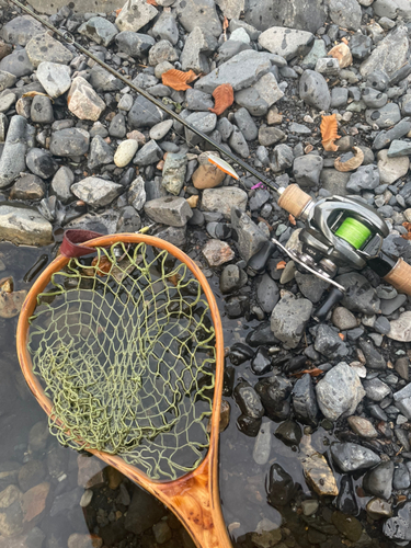 イワナの釣果