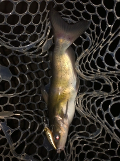 アメリカンキャットフィッシュの釣果