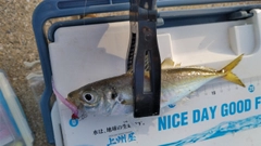 釣果