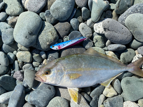 ショゴの釣果