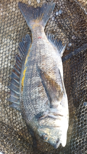 チヌの釣果