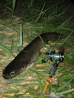 ナマズの釣果