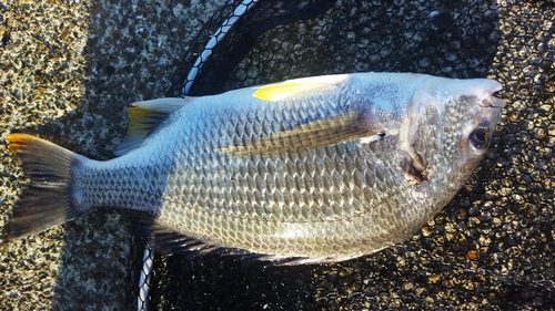 キビレの釣果