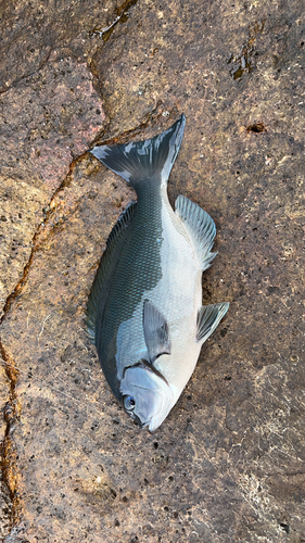 イサキの釣果