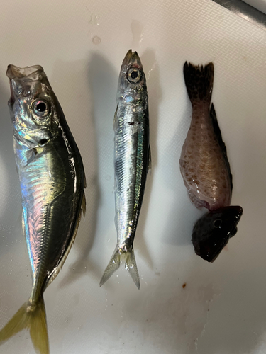 アジの釣果