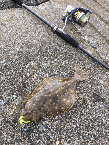 ヒラメの釣果