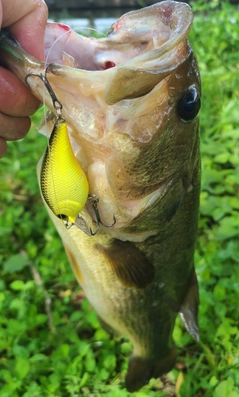 ラージマウスバスの釣果