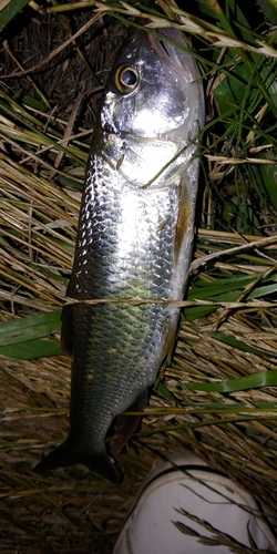 ハスの釣果