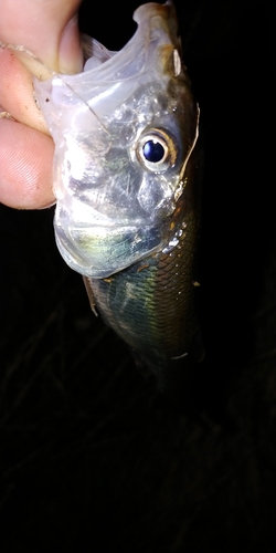 ハスの釣果