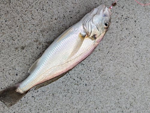 イシモチの釣果