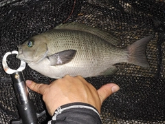 メジナの釣果