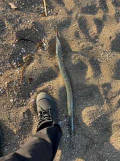 ダツの釣果