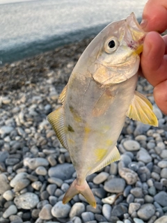 ショゴの釣果