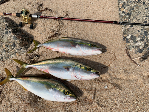 イナダの釣果