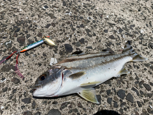 コトヒキの釣果