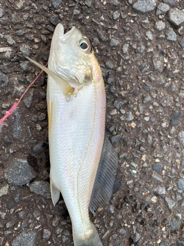 イシモチの釣果