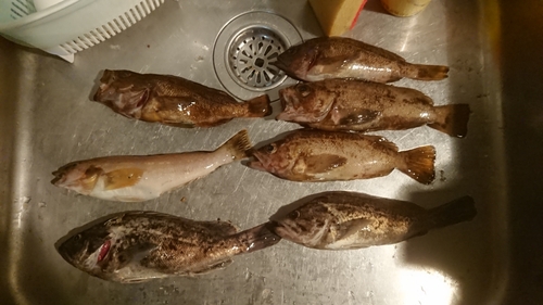 クロソイの釣果