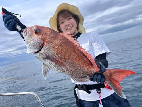 マダイの釣果