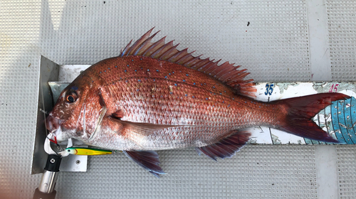 マダイの釣果