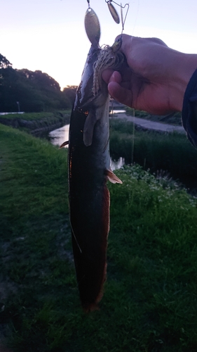 ナマズの釣果